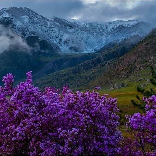 Цветение маральника