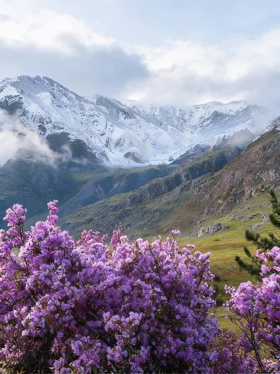 Алтай настоящий и цветение маральника