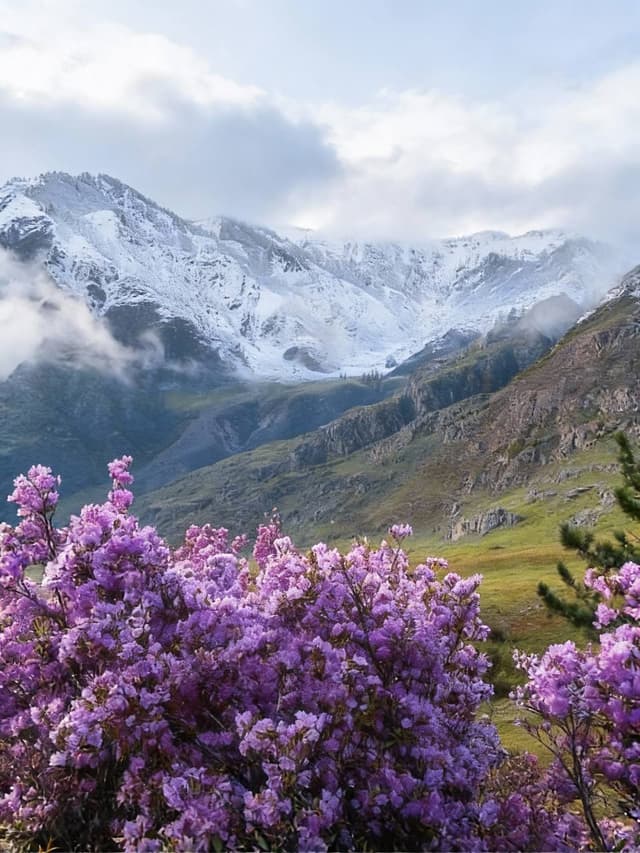 Алтай настоящий и цветение маральника
