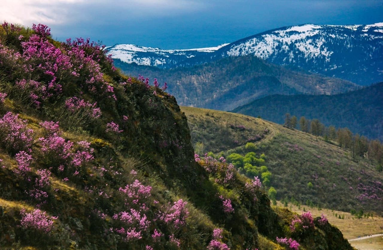 Цветение маральника