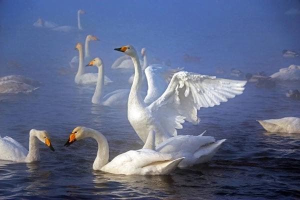 Лебединое озеро